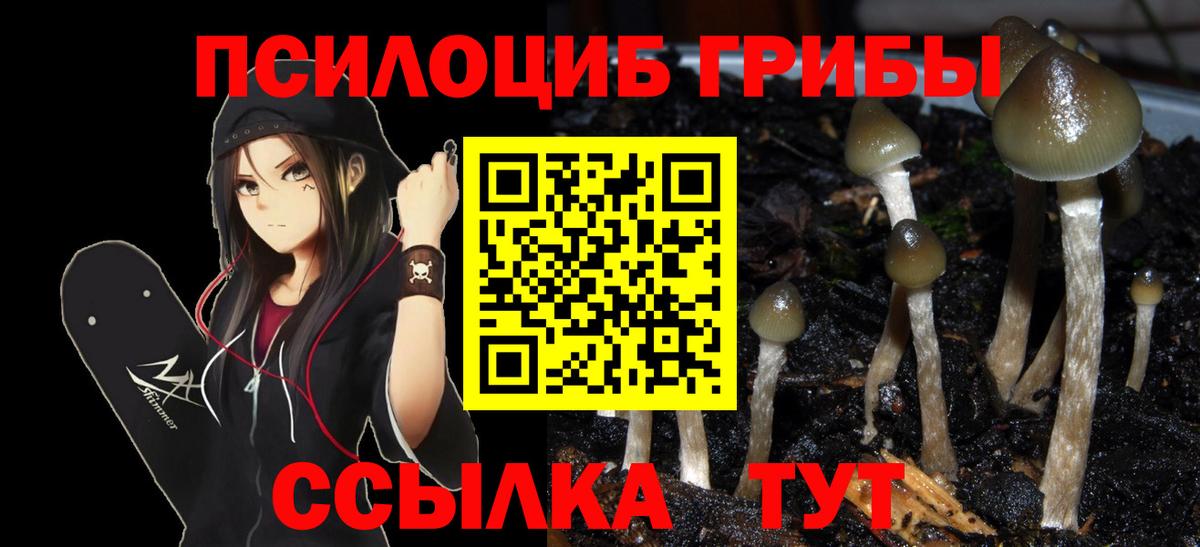 Заволжье  Псилоцибиновые грибы прущие грибы  Вход с VPN 